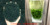 Новый чай D0 Ration green fine Jade Dew 2026 - с экстраординарным ароматом зеленого каштана, цветочным ароматом и стойкостью к пенообразованию