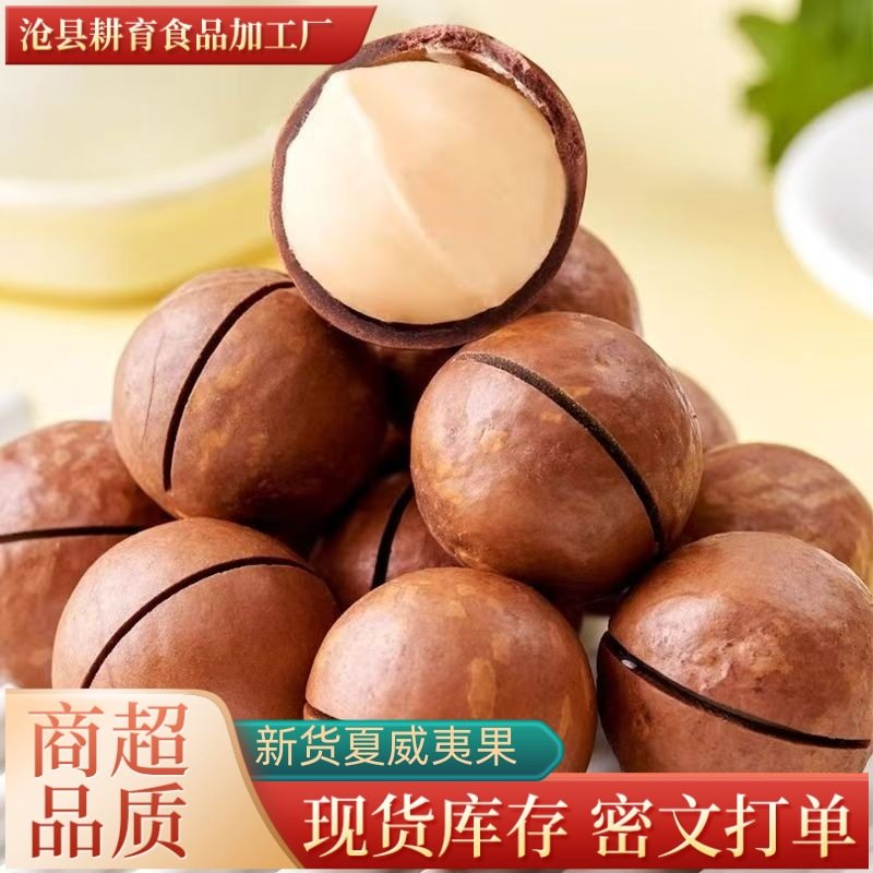 Wholesale Large-Sized Macadamia Nuts in Bags, Creamy Flavor, Daily Nuts, Snacks, Large Macadamia Nuts