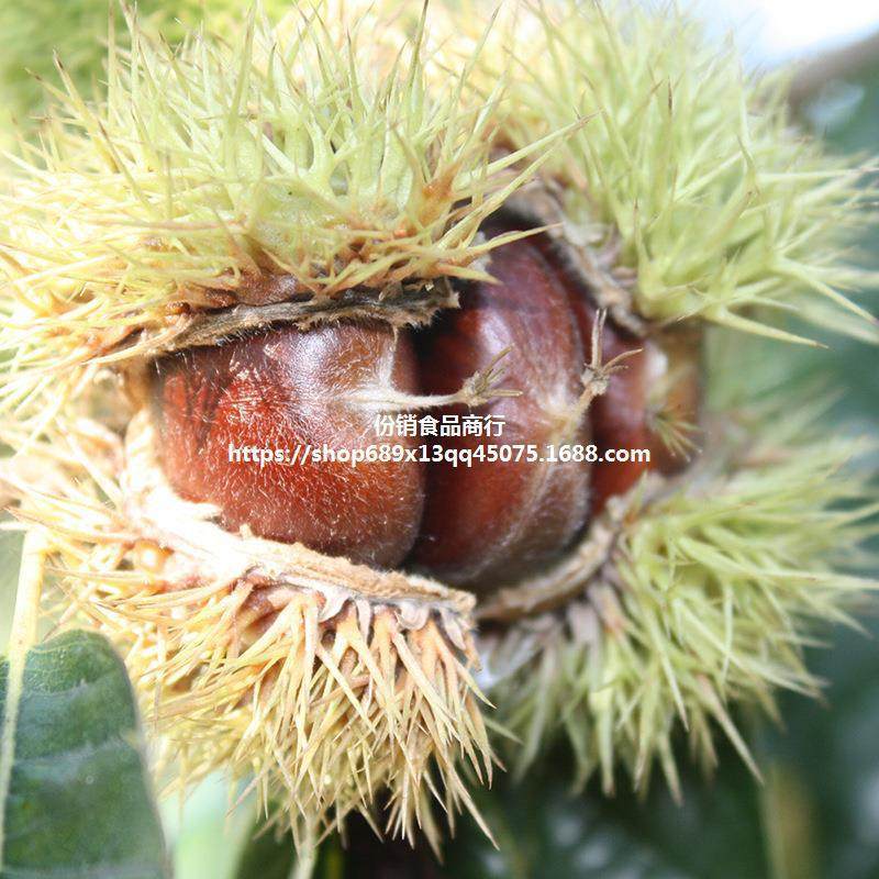 2024 New Goods Picked Qianxi Chestnut Fresh Hebei 3113 Mao Chestnut Yanshan Wild Big Oil Chestnut Millet