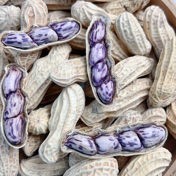 New Arrival Longyan Colorful Peanuts, Wet Roasted, Salty, Crispy, Purple Flower Skin Snacks, Shelled Cooked Bags, Fujian Wei Yi