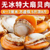 Extra Large Scallop Yellow Factory Scallops Free Shipping Fresh Quick-Frozen Scallop Meat Direct Sales Scallop Meat Freshly Peeled