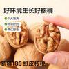 New Walnut Available Xinjiang Paper-Skinned Walnut Large Kernels Original Color Hand-Popped Aksu Thin-Skinned 185 Raw Walnuts