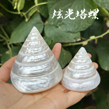 Natural Conch Shell Luminous Tallo Fish Tank Aquarium Landscape Decoration Mediterranean Home Collection Ornaments