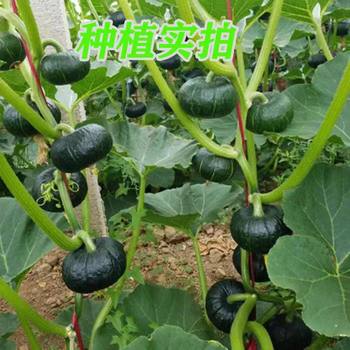 Green Beibei Pumpkin Seeds, Small Pumpkin, Chestnut Pumpkin Seeds, Four Seasons Spring Vegetable Seeds