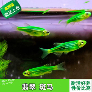 Emerald Zebrafish, Fluorescent Zebrafish, Live Freshwater Fish, Low-Temperature Fish, Tropical Fish, Ornamental Fish, Fish Farm Wholesale Small Fish