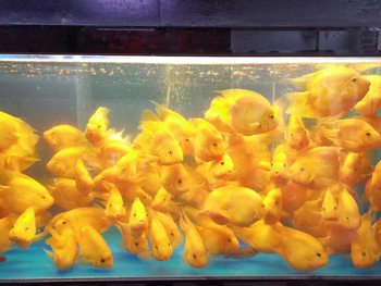 Yellow Parrot Fish Fortune Fish Yellow Macarrot Fish Ornamental Fish