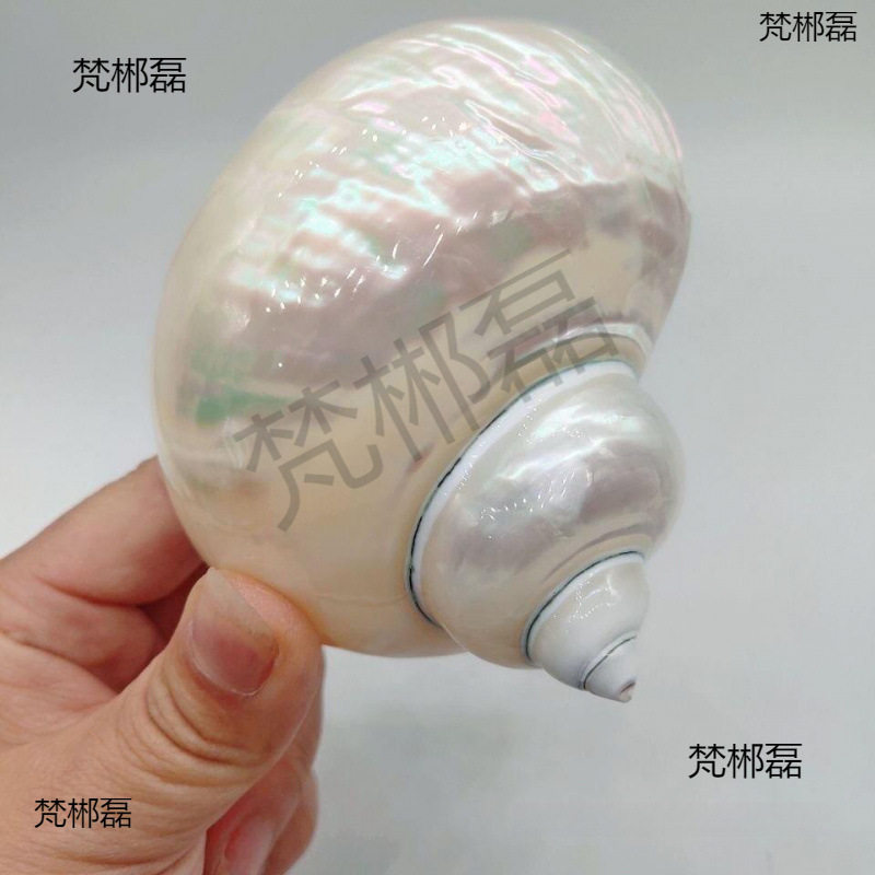 Natural Conch Shells, Peeled and Polished White Snails, Hermit Crab Replacement Shells, Hand-Painted Conch White-Skinned Luminous Snails