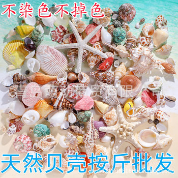Natural Shell Conch Shell Handmade DIY Fish Tank Landscaping Shell Painting Decorative Specimen Hermit Crab Shell Weighing