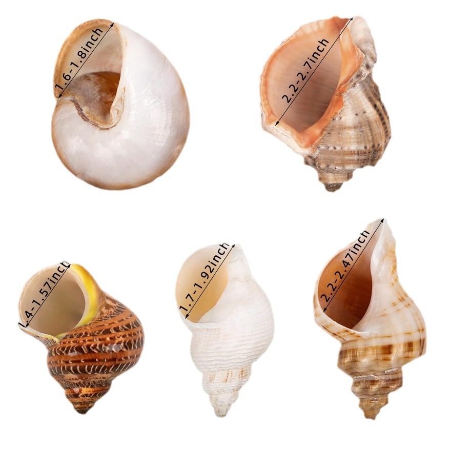 Natural Shell Conch White Fragrant Shell Fish Tank Aquarium Decorations Ornaments Hermit Crab Replacement Shell Roll Fish Shell