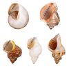 Natural Shell Conch White Fragrant Shell Fish Tank Aquarium Decorations Ornaments Hermit Crab Replacement Shell Roll Fish Shell