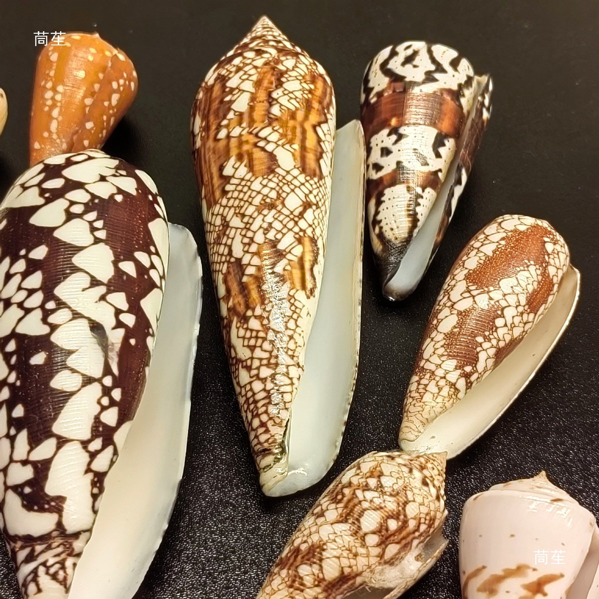 Various Conch Shells, Rare Conch Specimens, Photo Frames, DIY Handmade Materials, Fish Tank Landscaping, Others