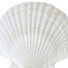 Natural Extra Large Shell Kindergarten Handmade DIY Painting Graffiti Punched White Small Scallop Shell Conch Decorative Painting