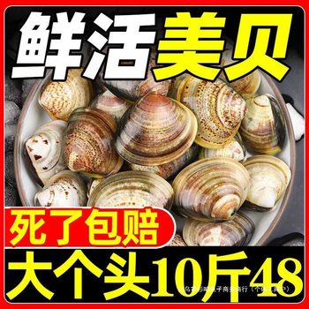 [Fresh Clams]Fresh and Sand-Free Beautiful Clams, Wild Seafood Clams, Aquatic Shellfish with Free Shipping