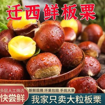 Chestnut Qianxi Oil Chestnut Hebei Fresh Chestnuts with Shells Wild Large Fruit Raw Chestnuts Seasonal Yanshan