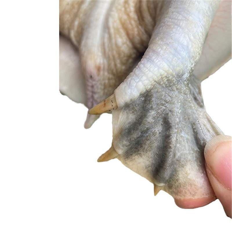 [Hongjiatan Ecological Turtle] Fresh Turtle Ecologically Grown in the Wild Chinese Turtle in the Outer Pond Is Locally Eaten Alive