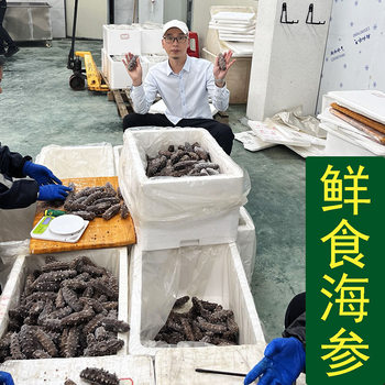 Guofude Fresh Sea Cucumber Ready-To-Eat Source Factory Wholesale Large Stock 500g Sea Cucumber