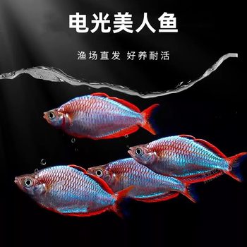 Electro-optic mermaid living electro-optic spherical fish Shanghai fishing ground wholesale aquarium grass tank group tour tropical ornamental fish