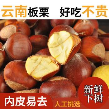 2023 Fresh Yunnan Chestnut Raw Chestnut Fresh Chestnut with Shell