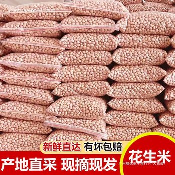 Seasonal 5-Pound Peanut Seeds Direct Sale from Farm, Self-Grown, Shell-Less Large Kernels Raw Peanuts Wholesale New Stock