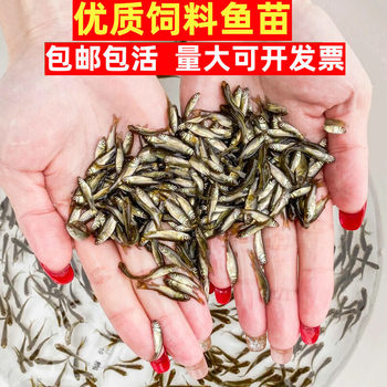 Feed Fish Live Fish Feed Fry Fish Food Small Crucian Carp Small Fish Food Mosquito Fish Turtle Food Loach Fry Feed Fry Feed Turtle