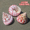 Little Red Tara Snail Pagoda Snail Aquarium Landscape Creative Gift Full Shipping Natural Conch Shell Red Spot Bell Snail