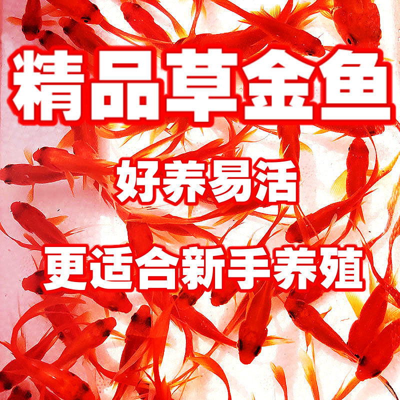 Ornamental Fish, Goldfish Fry, Can'T Kill Goldfish, Small Fish, Live Fish, Small Pets, Easy to Raise, Durable, Can'T Kill Small Goldfish