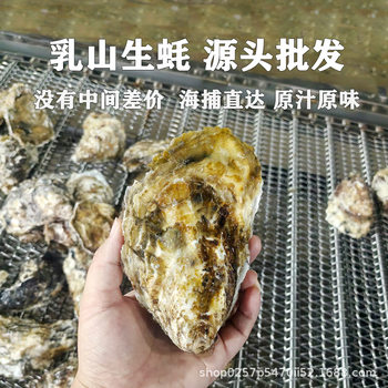Rushan Oysters Shipped from the Origin, Fresh Wholesale, a Box of 25kg Extra Large Oysters for Stall Stalls, Fresh Whole Box of Oysters