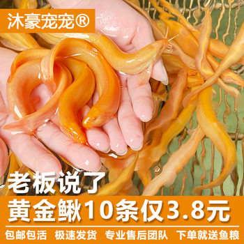 Muhao Pet Gold Loach Seedling Ornamental Fish Cold Water Fish Freshwater Fish Small Goldfish Resistant Cleaner Fish Seedling Loach Fish