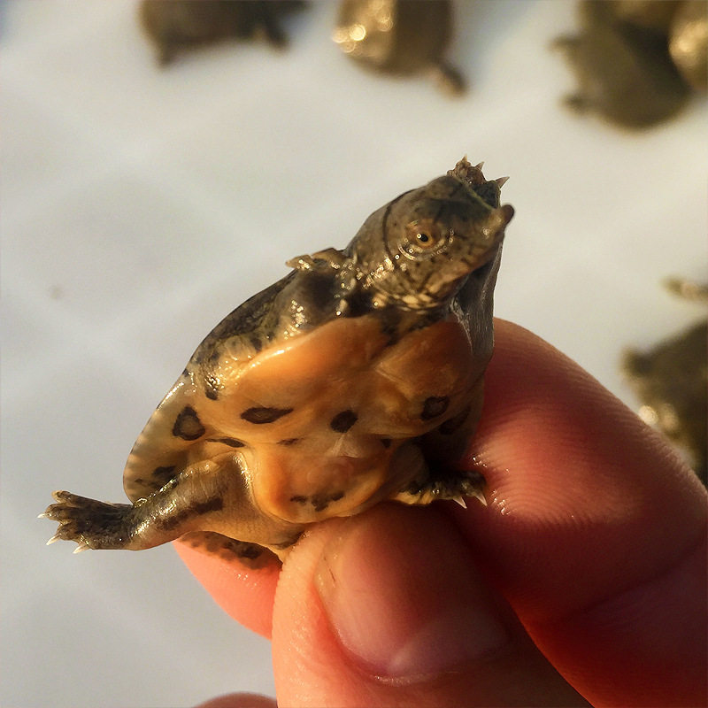 Turtle Fry Outdoor Pond Farming Chinese Softshell Turtle Fry Small Turtle Fry Water Turtle Fry Snapping Turtle Fry Arowana Live Bait Feed Full Package