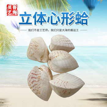 Three-dimensional heart-shaped clam heart clam love shell decoration collection conch gift shell DIY couple gift