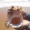 Natural Real Conch Shell Ornaments Crafts Fish Tank Landscaping Conch Extra Large Horn Can Blow Toy Gift
