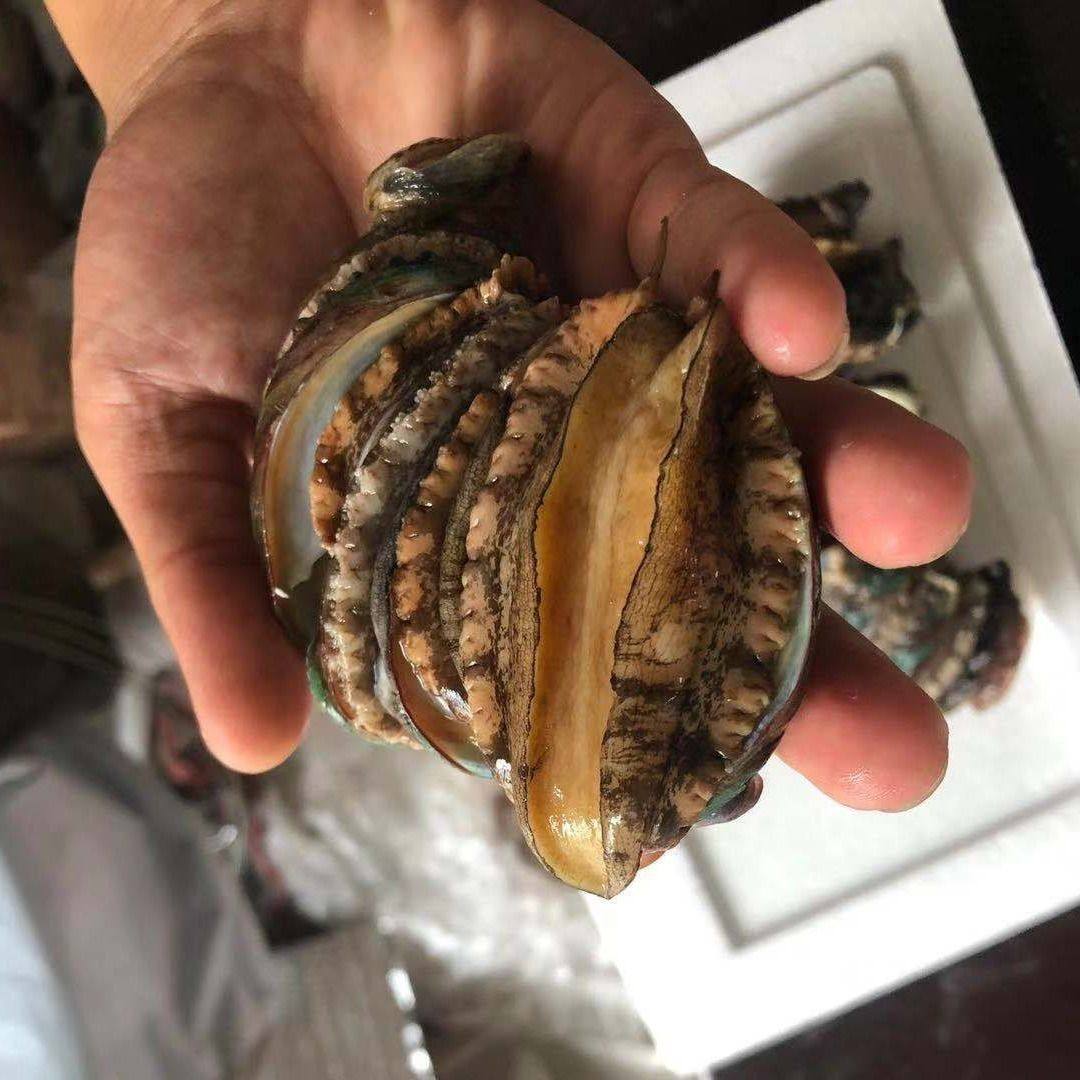 30 Pieces Free Shipping Fresh Fresh Wild Large Live Shellfish Aquatic Large Sashimi Small