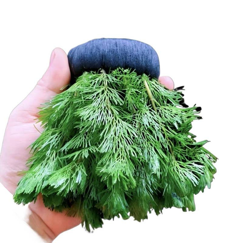 Green Chrysanthemum Grass Oxygenated Spherical Water Grass Is a Complete Set of Betta Fish Tank Landscaping Without Bottom Sand to Purify Water Quality