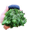 Green Chrysanthemum Grass Oxygenated Spherical Water Grass Is a Complete Set of Betta Fish Tank Landscaping Without Bottom Sand to Purify Water Quality