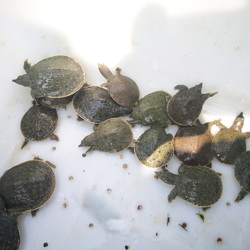 Chinese Turtle Seedlings, Turtle Water Fry, Group Fry, Small Turtle, Arowana Fish Pond, Freshwater Live Breeding