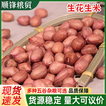 Raw Peanuts from the Place of Origin, Ready-Made Large White Sand, Small White Sand, Pressed Food, Pressed Oil Raw Materials in Bulk