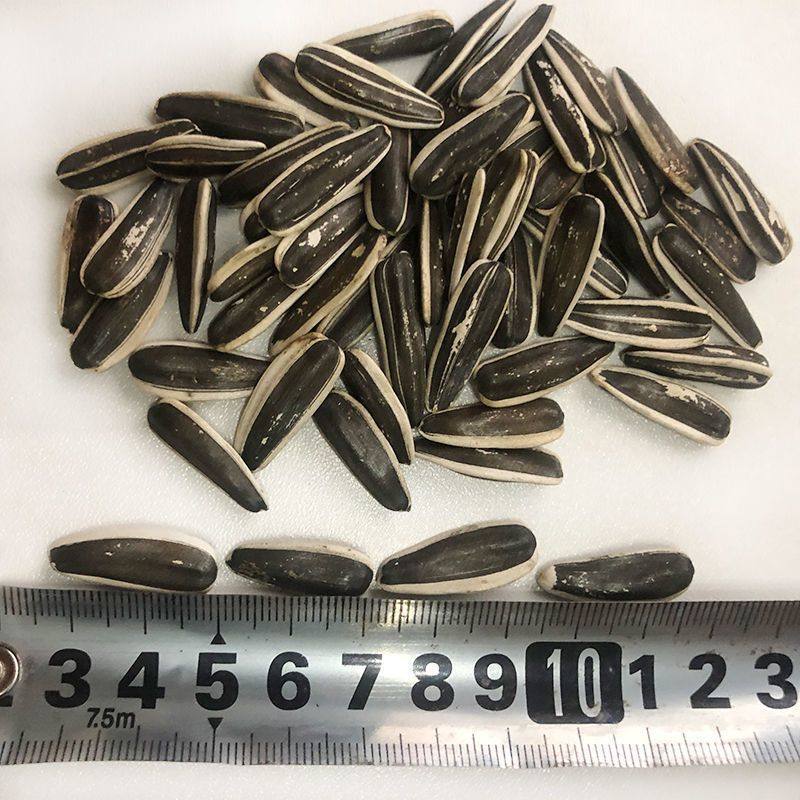 New Arrival Raw Sunflower Seeds from Inner Mongolia, Fresh Original Flavor, Large Kernels, Freshly Roasted and Ready-To-Eat Snacks Wholesale