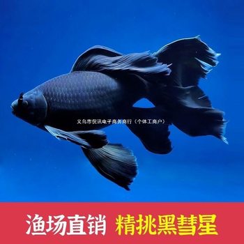 Wholesale Long-Tailed Gold Butterfly Black-Tailed Ornamental Fish from Taiwan, Cold-Water Ornamental Fish, Grass Gold, Large Black Koi, Dragon and Phoenix