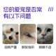 宠物专用泪痕粉猫咪狗狗眼部清洁眼垢眼屎泪痕粉比熊博美洁泪痕粉