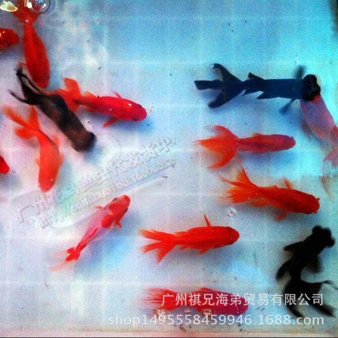 Live Goldfish, Fishing in the Park, Park Fishing, Small Goldfish, Goldfish Fry, Ornamental Fish, Cold