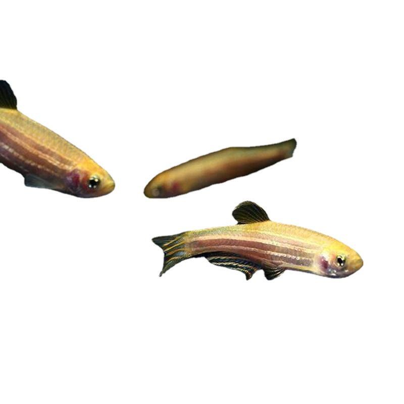Yellow Zebrafish Live Flesh Zebrafish Low Temperature Resistant Freshwater Fish Ecological Bottle Tropical Fish Fishery Ecological Bottle Suitable