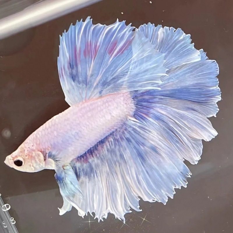 Wholesale Supply of Tropical Fish Ornamental Fish Wholesale Thai Betta Live Stall Half-Month Aquarium Pet Creative
