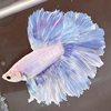 Wholesale Supply of Tropical Fish Ornamental Fish Wholesale Thai Betta Live Stall Half-Month Aquarium Pet Creative