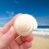 Hermit Crab Replacement Pet Shell Large Diameter Seaside Shell Decorative Shell Snail Mini small size Large Powder Mouth Free Shipping