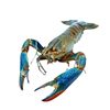 Australian Crayfish Fresh Blue Dragon Freshwater Cultured 0.05kg or More Large Live Lobsters 2.5kg Pack Sf Free Shipping