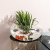 Office fish tank glass turtle cylinder drum cylinder transparent hydroponic plant copper grass green radish living room desktop round