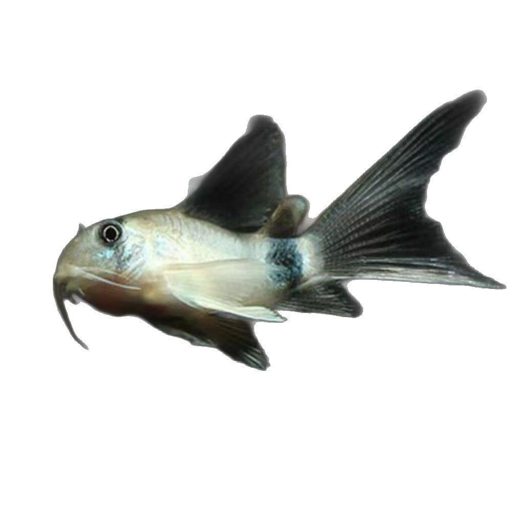 Long-Tailed Panda Mouse Fish, Large Sail Fairy Panda Mouse Fish, Special-Shaped Fish, Cleaner Fish, Algae Removal Fish, Ornamental Fish Wholesale