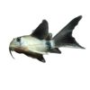 Long-Tailed Panda Mouse Fish, Large Sail Fairy Panda Mouse Fish, Special-Shaped Fish, Cleaner Fish, Algae Removal Fish, Ornamental Fish Wholesale