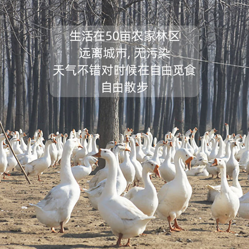 Fresh Farm-Raised Free-Range Goose Eggs for Pregnant Women, Authentic Specialty, Freshly Picked and Shipped, 12 Large Selected Goose Eggs