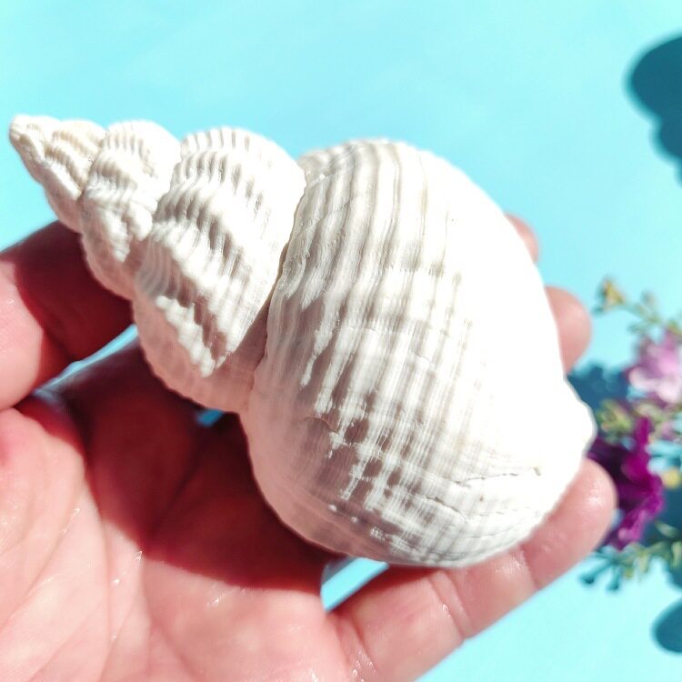 Natural Large Shell Peanut Screw Shell Home Fish Tank Aquarium Landscape Hermit Crab Replacement Shell